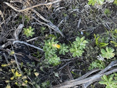 Senecio arniciflorus