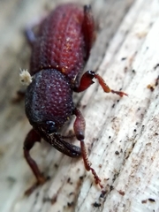Mitoplinthus caliginosus