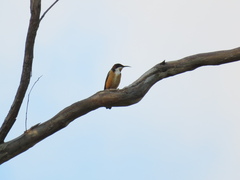 Acanthorhynchus tenuirostris