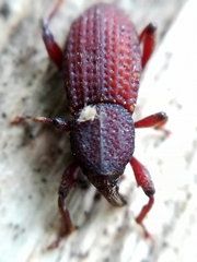 Mitoplinthus caliginosus
