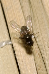 Oscinellinae