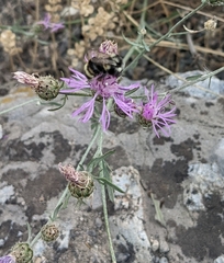 Bombus vancouverensis