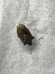 Pentatoma rufipes