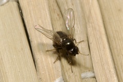 Oscinellinae
