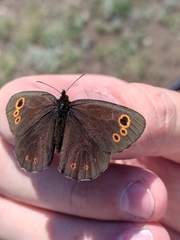 Erebia embla
