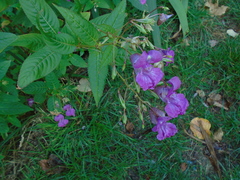 Impatiens glandulifera