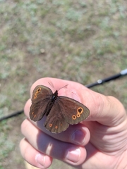 Erebia embla