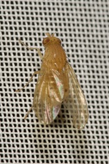 Lauxaniidae