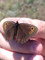 Erebia embla