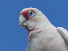 Cacatua tenuirostris