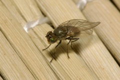 Ephydridae