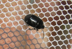 Sehirus cinctus albonotatus