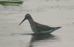 Calidris himantopus