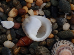 Nerita polita