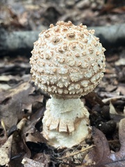 Amanita magniverrucata