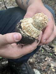 Amanita magniverrucata