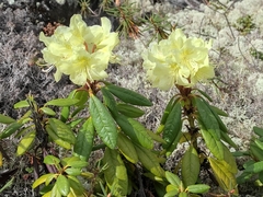 Rhododendron aureum