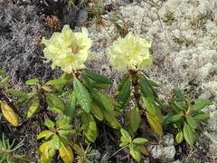 Rhododendron aureum