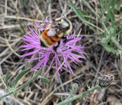 Bombus huntii