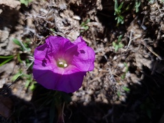 Ipomoea plummerae
