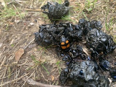 Nicrophorus vespilloides