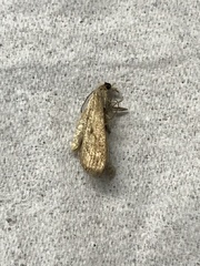 Parapoynx stratiotata