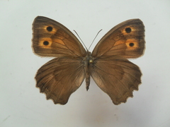 Hyponephele lupinus