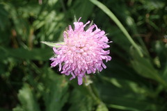 Knautia