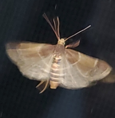 Pyralis farinalis