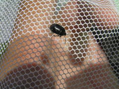 Sehirus cinctus albonotatus