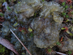 Nostoc commune