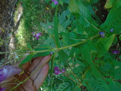 Impatiens glandulifera