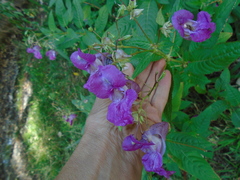 Impatiens glandulifera