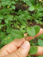 Veronica officinalis