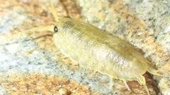 Ligia oceanica