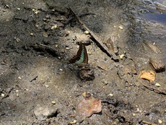 Graphium sarpedon morius
