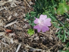 Malva