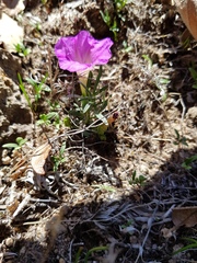Ipomoea plummerae