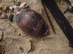 Lyncina vitellus