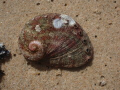 Haliotis coccoradiata