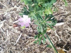 Malva