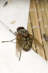 Phaonia valida