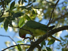 Psittacula krameri