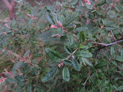 Correa glabra leucoclada
