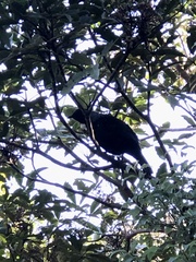 Prosthemadera novaeseelandiae