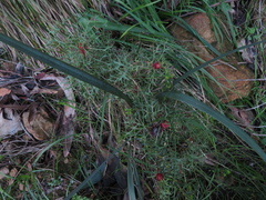 Isopogon ceratophyllus