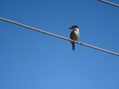 Todiramphus sanctus vagans