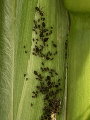 Aphis fabae