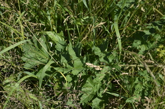 Heracleum sphondylium sibiricum