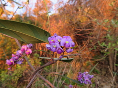 Hardenbergia violacea